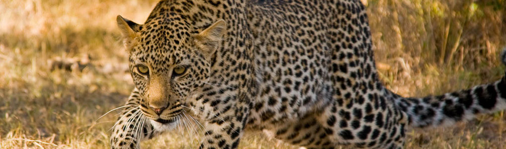Save Our Leopards